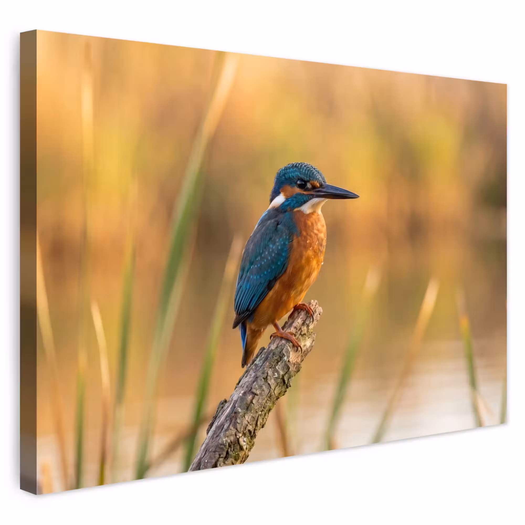 Outdoor Leinwand - Eisvogel - Zweig - Wasser - Bunt - Lebendig