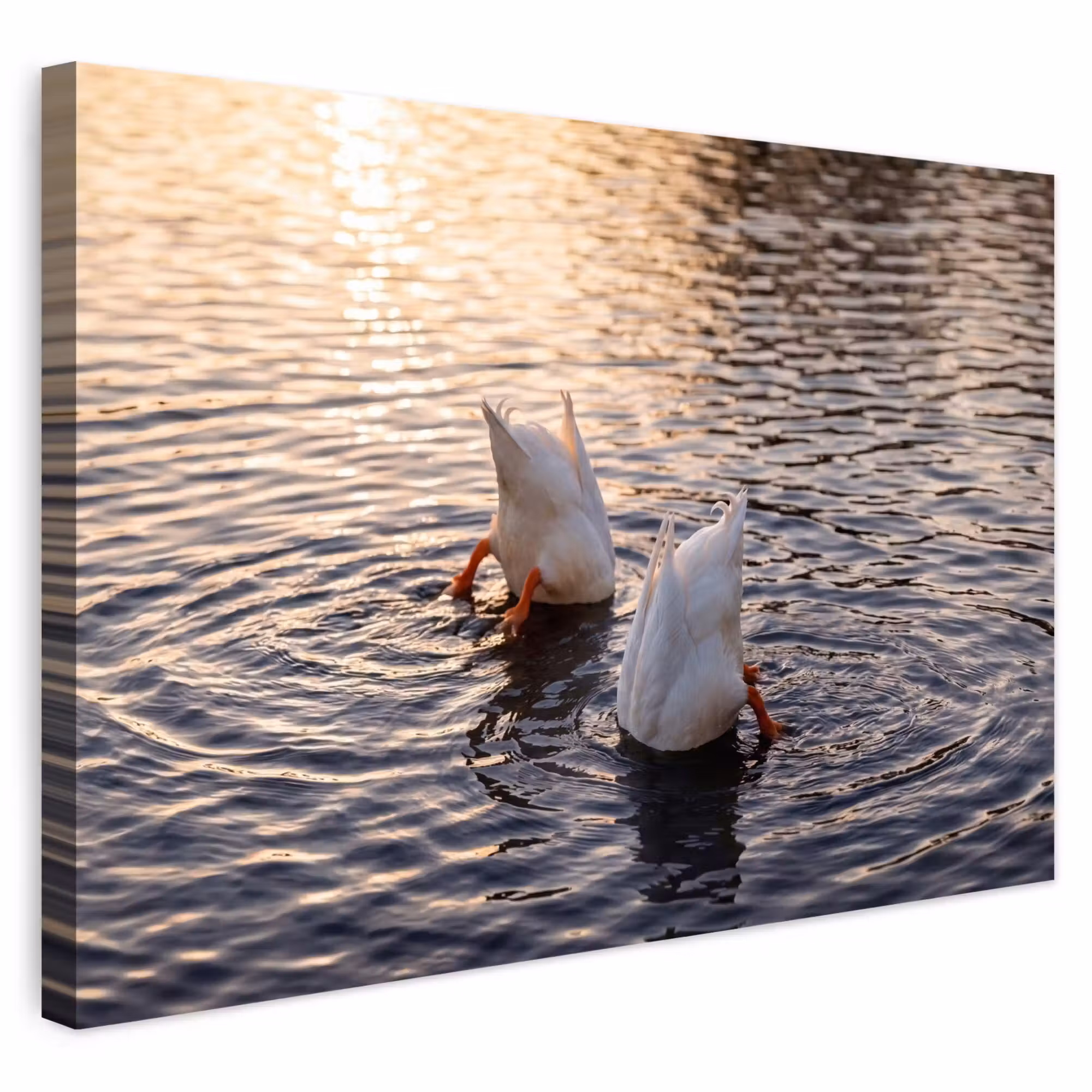 Outdoor Leinwand - Enten - Wasser - Natur