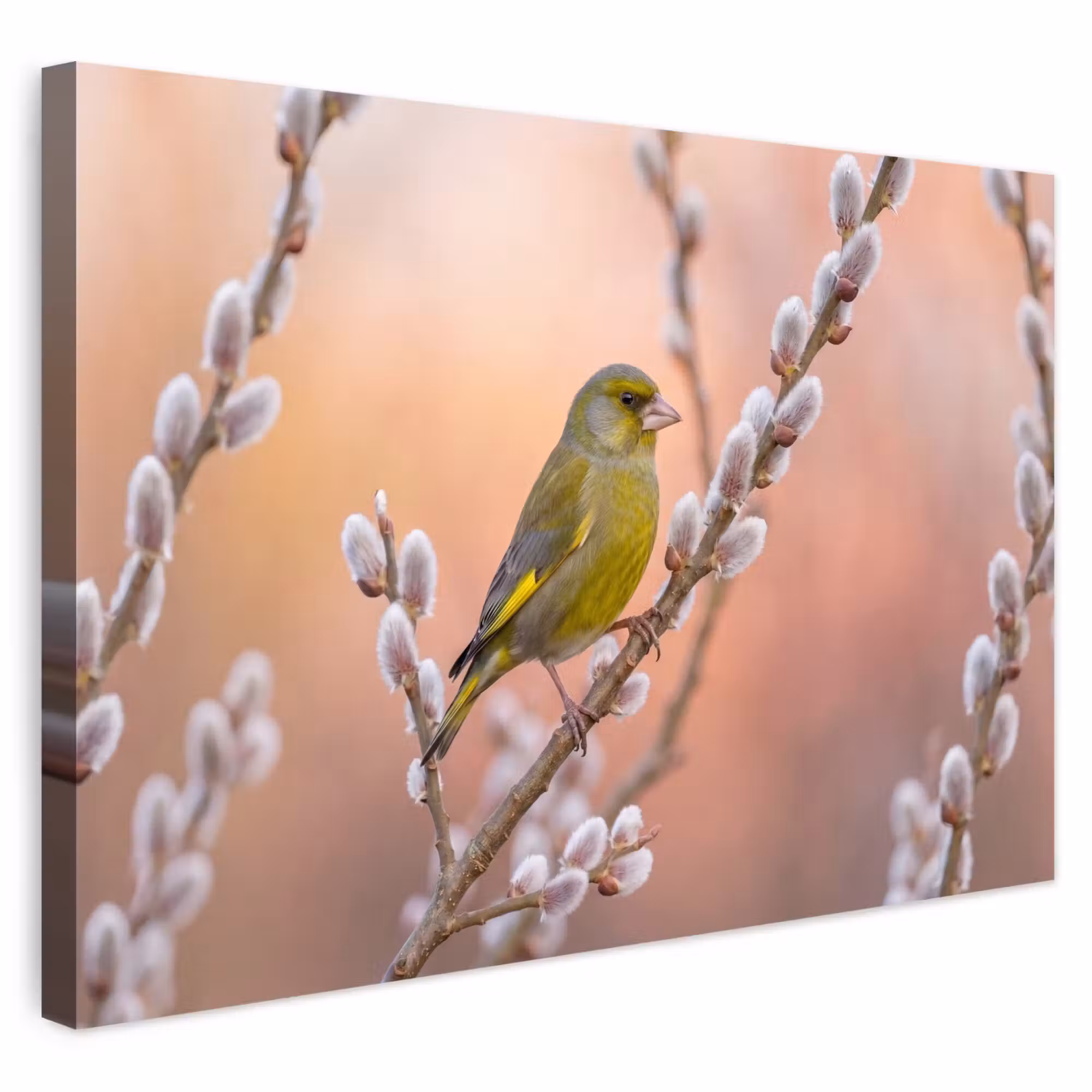 Outdoor Leinwand - Grünfink - Katzen - Frühling - Natur - Weich