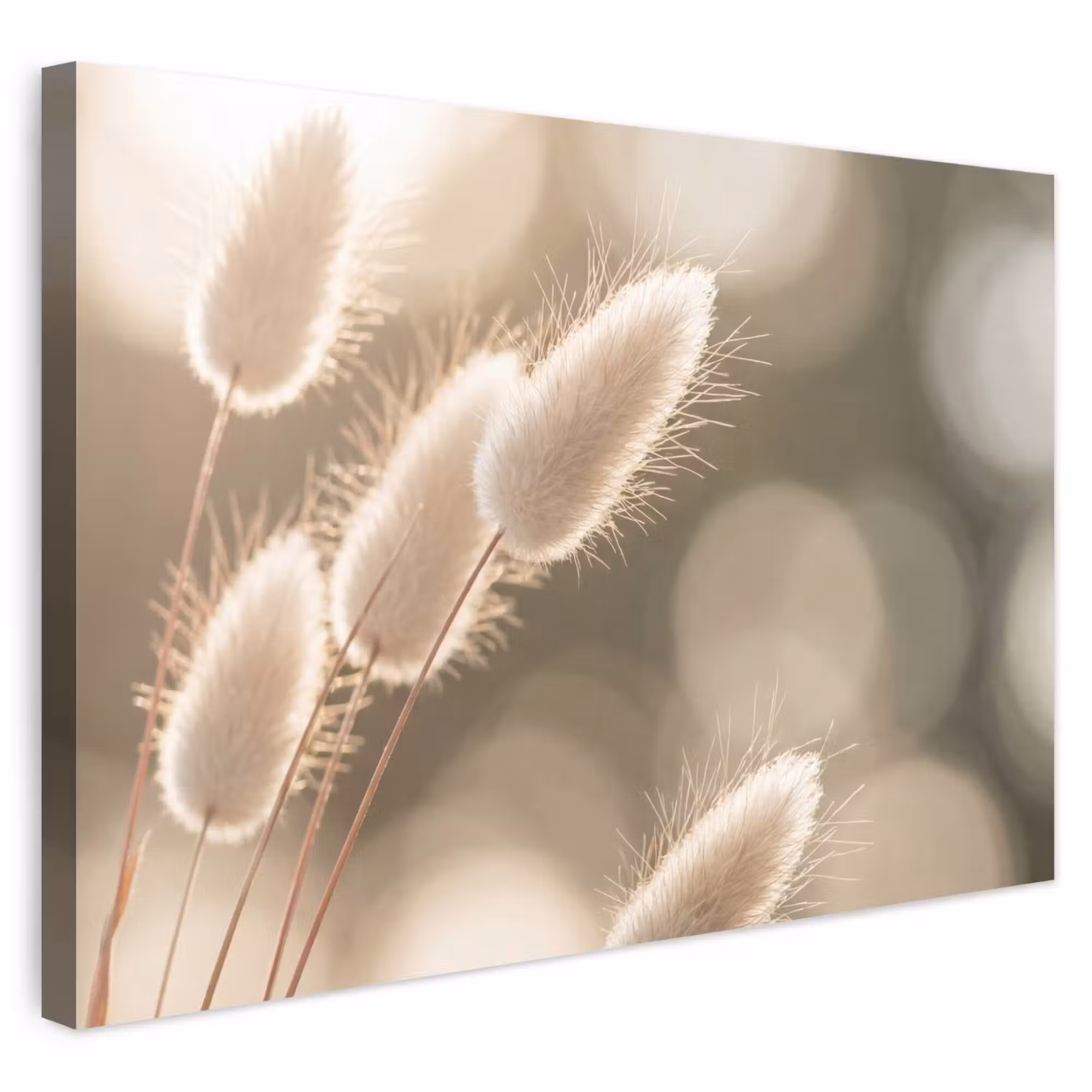 Outdoor Leinwand - Haselschwanzgras - Weiß - Sonnenlicht