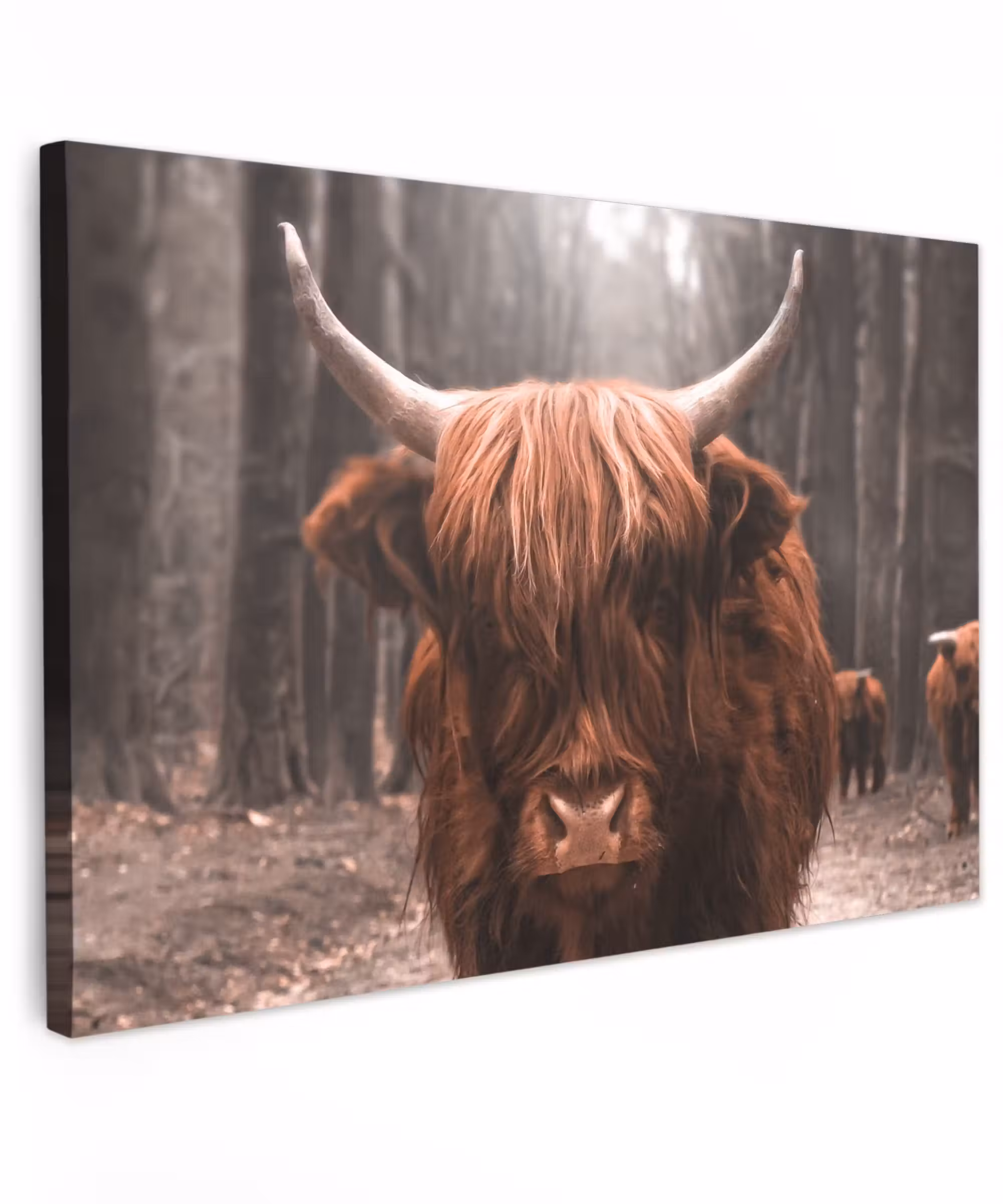 Outdoor Leinwand - Highlander im Wald