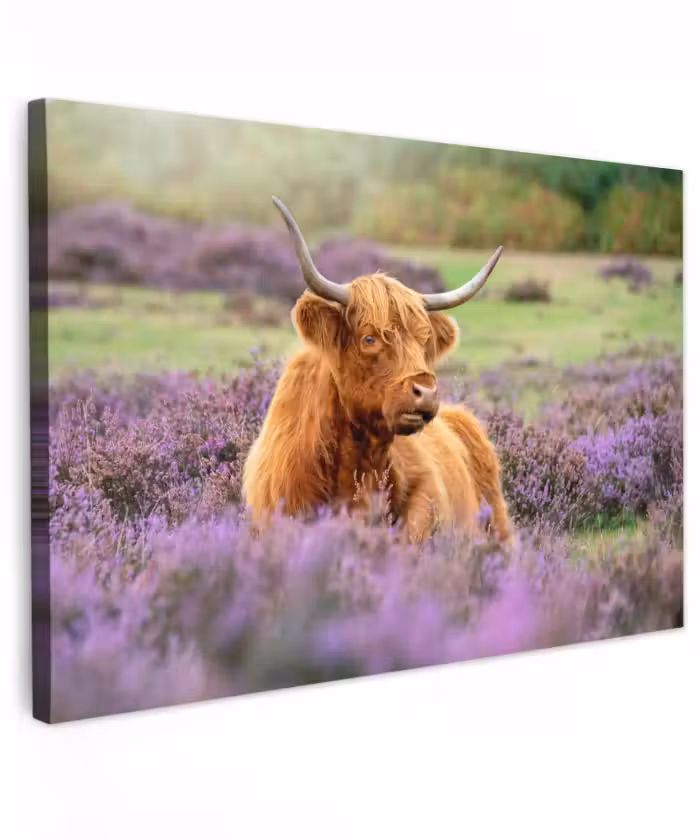 Outdoor Leinwand - Highlander in der Heidelandschaft