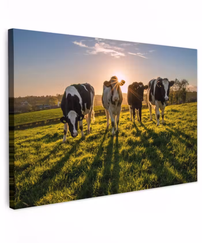 Outdoor Leinwand - Kühe in der Morgensonne