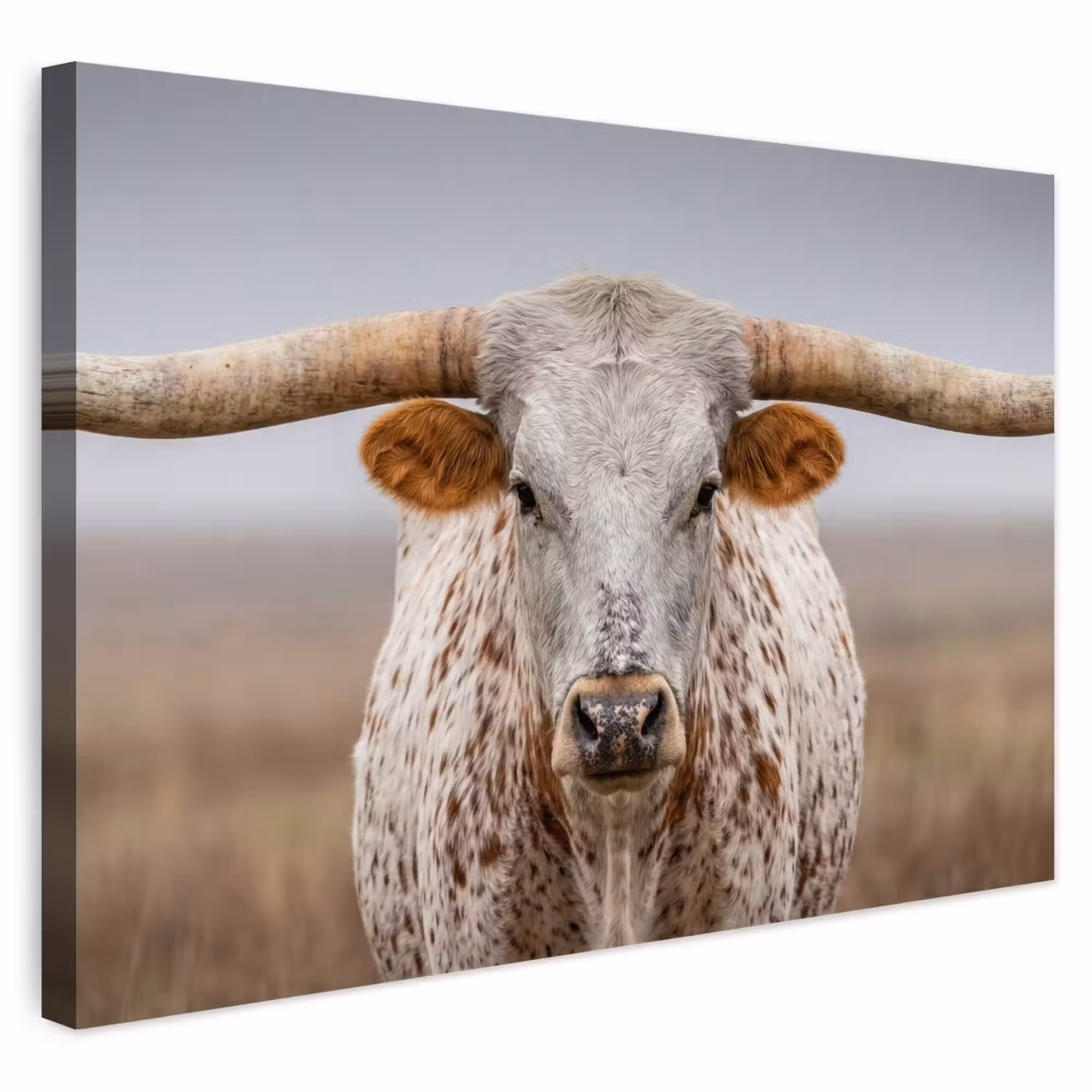 Outdoor Leinwand - Longhorn - Grasfeld - Tier