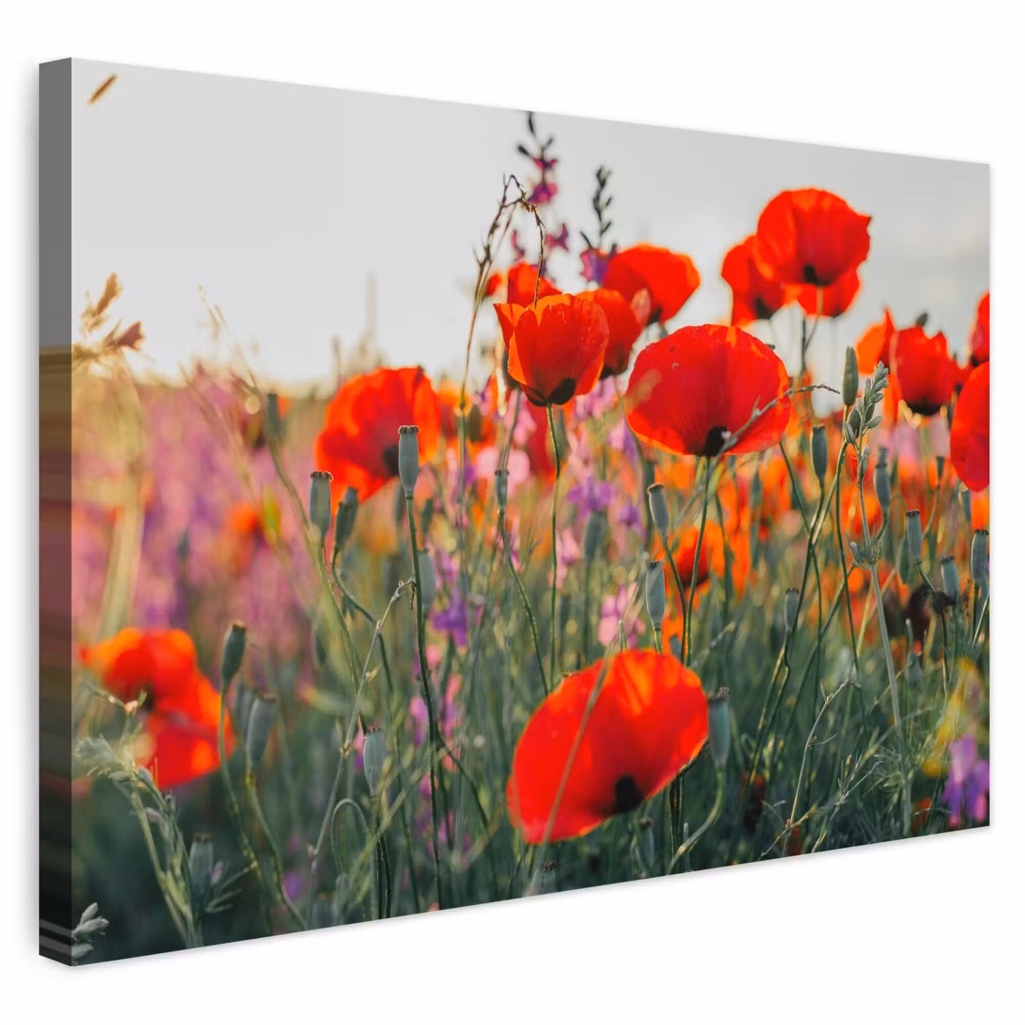 Outdoor Leinwand - Mohn - Blumen - Rot - Lila - Wiese