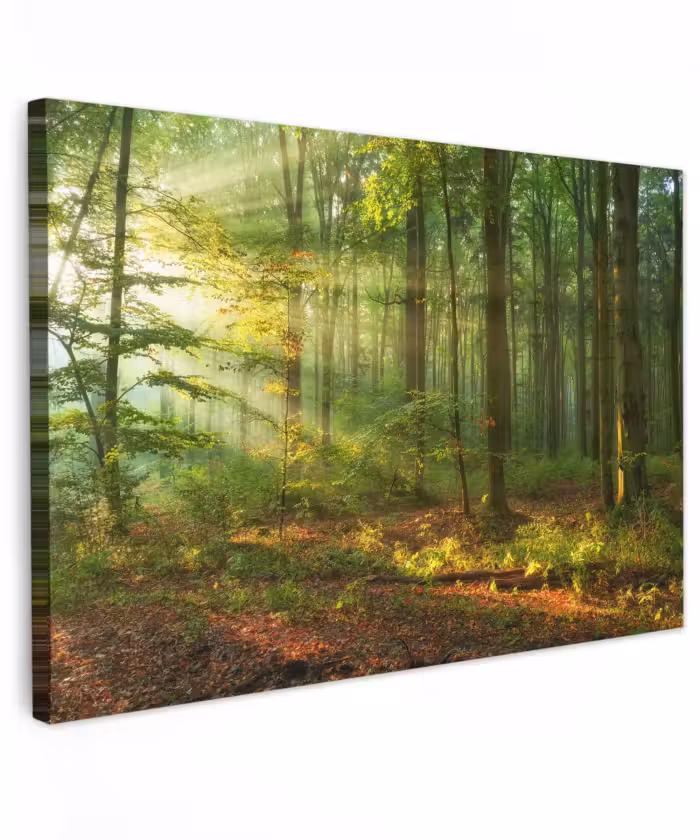 Outdoor Leinwand - Morgenlicht im Wald
