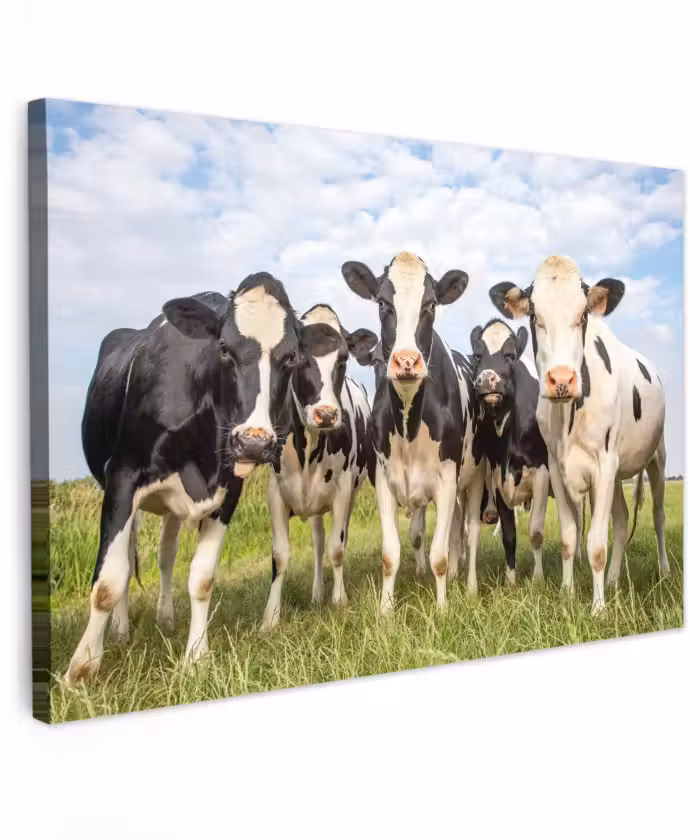 Outdoor Leinwand - Neugierige Kühe auf der Wiese