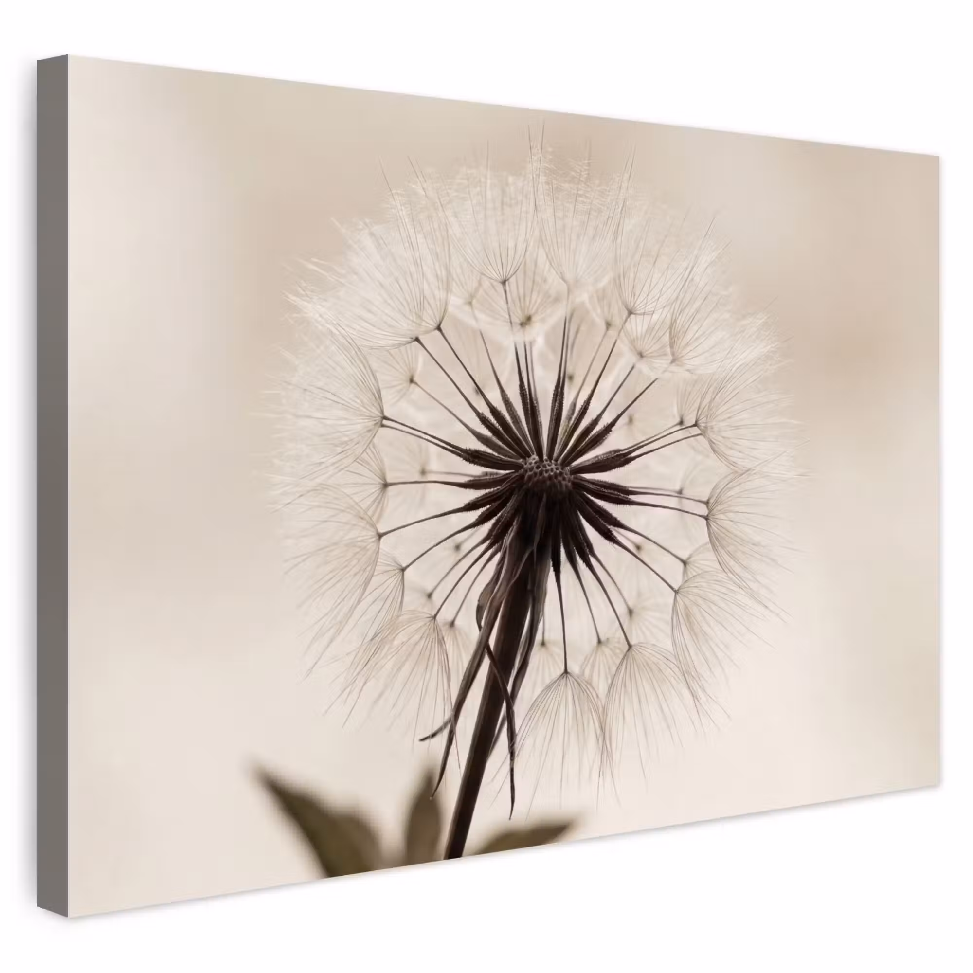 Outdoor Leinwand - Pusteblume - Minimalistisch - Weiß