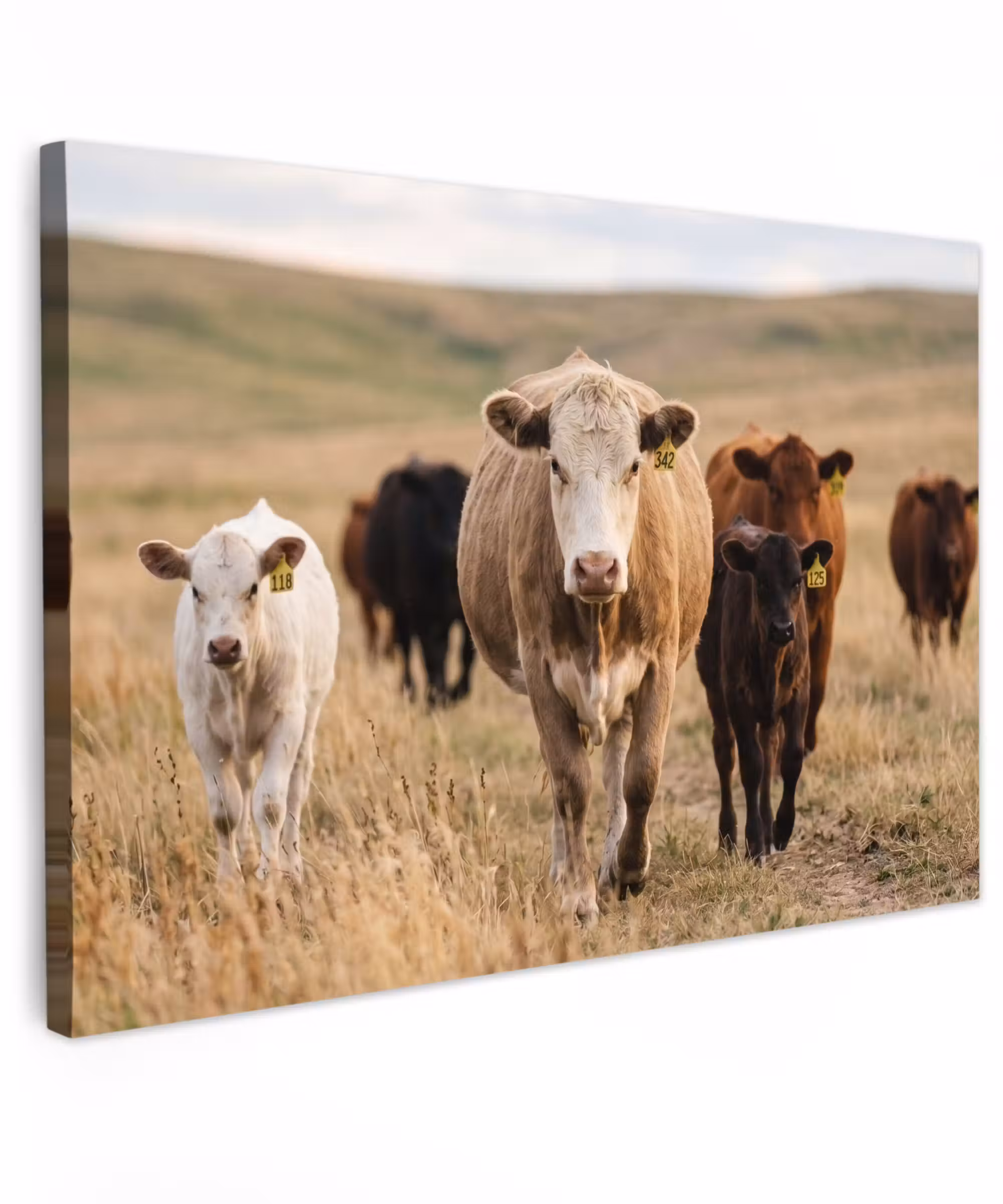 Outdoor Leinwand - Rinder - Herde - Landschaft - Wiese - Stille