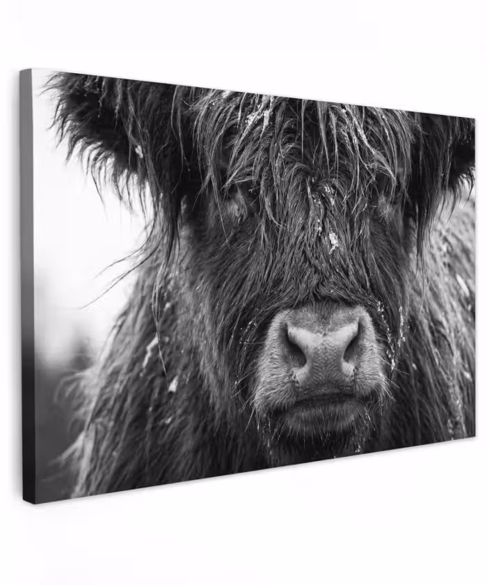 Outdoor Leinwand - Schottischer Highlander - Schwarz - Weiß - Schneeflocken