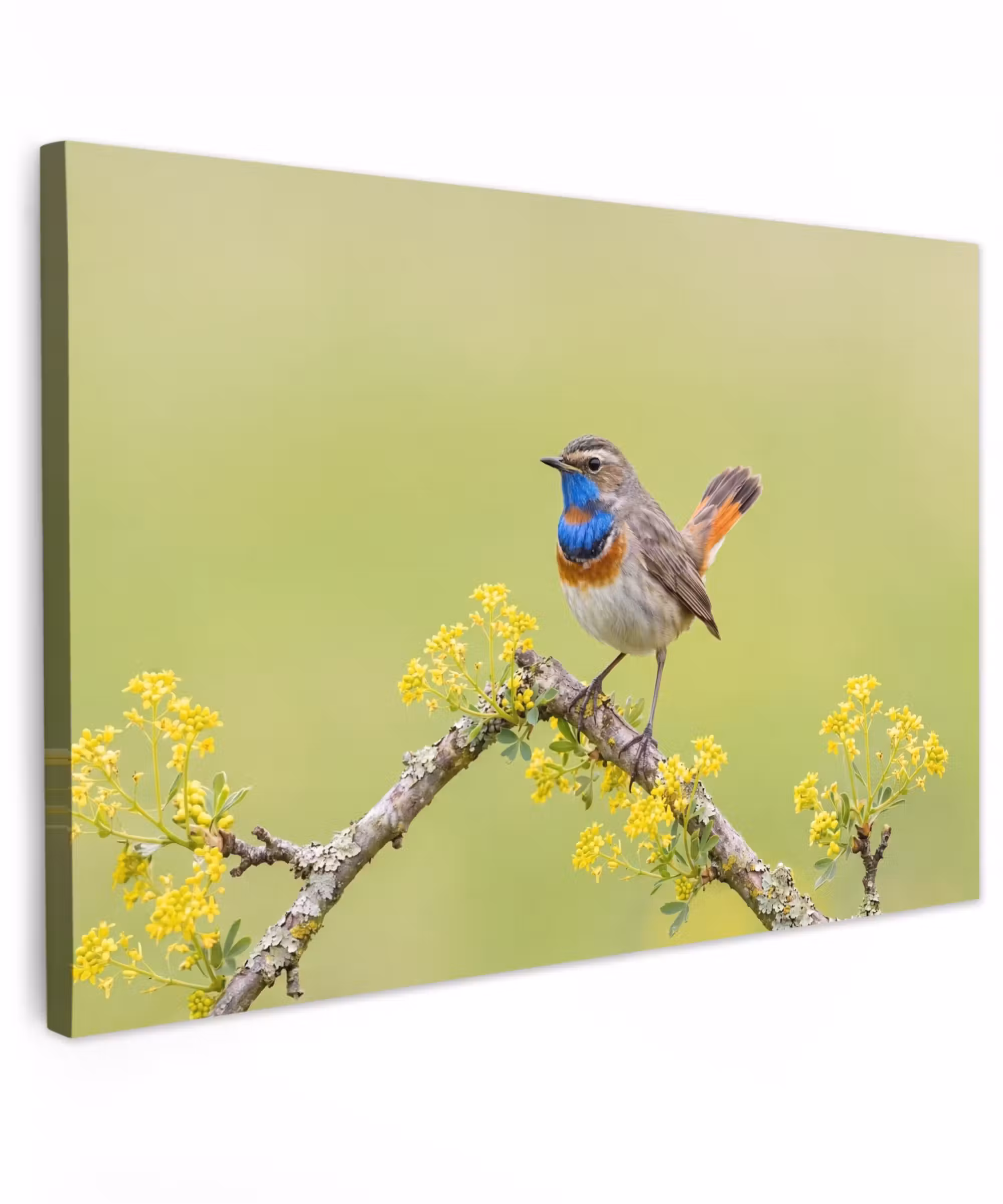 Outdoor Leinwand - Vogel - Zweig - Natur - Farbenfroh