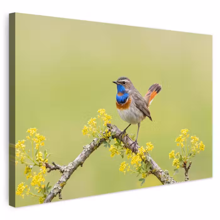 Outdoor Leinwand - Vogel - Zweig - Natur - Farbenfroh