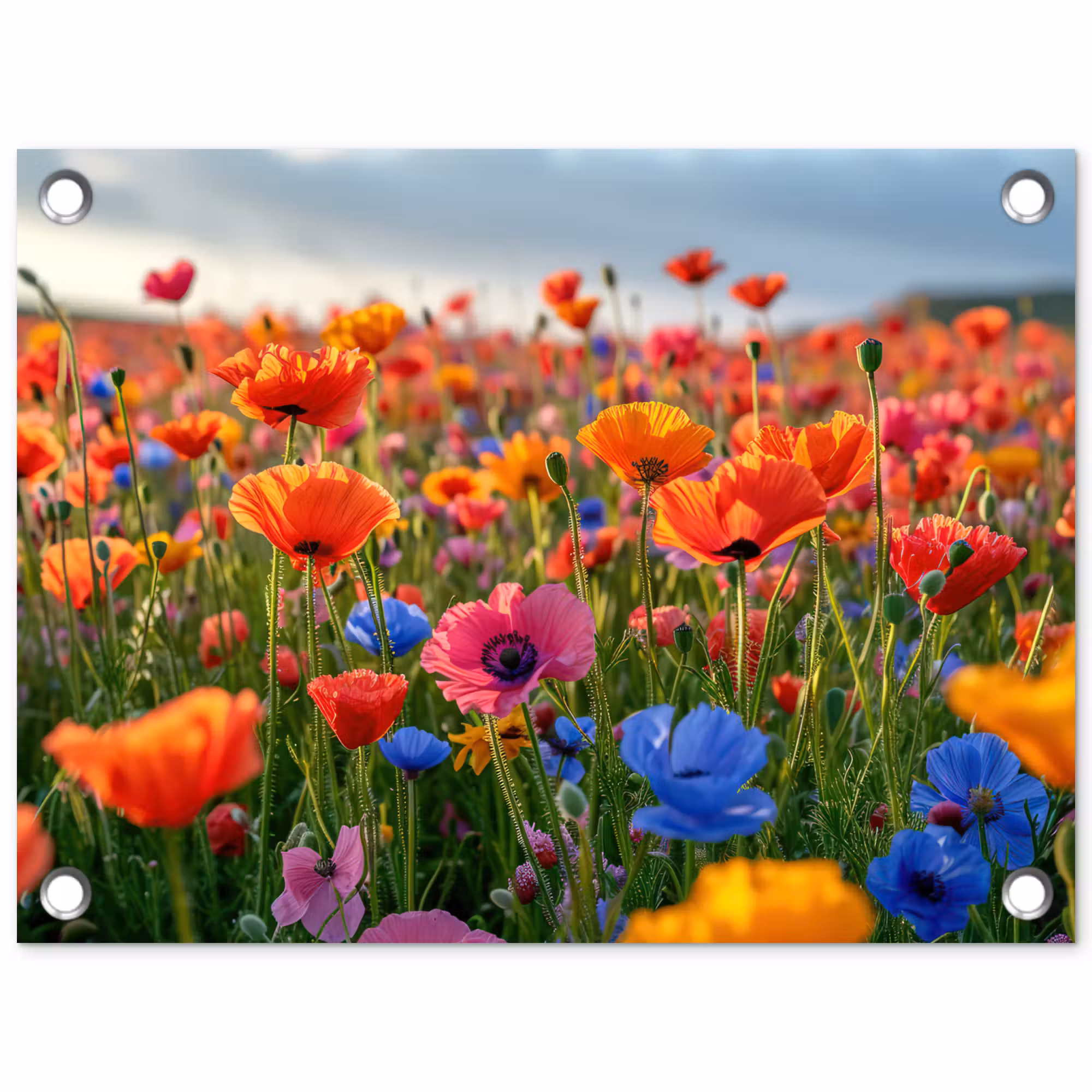 Gartenposter - Blumenwiese in voller Blüte