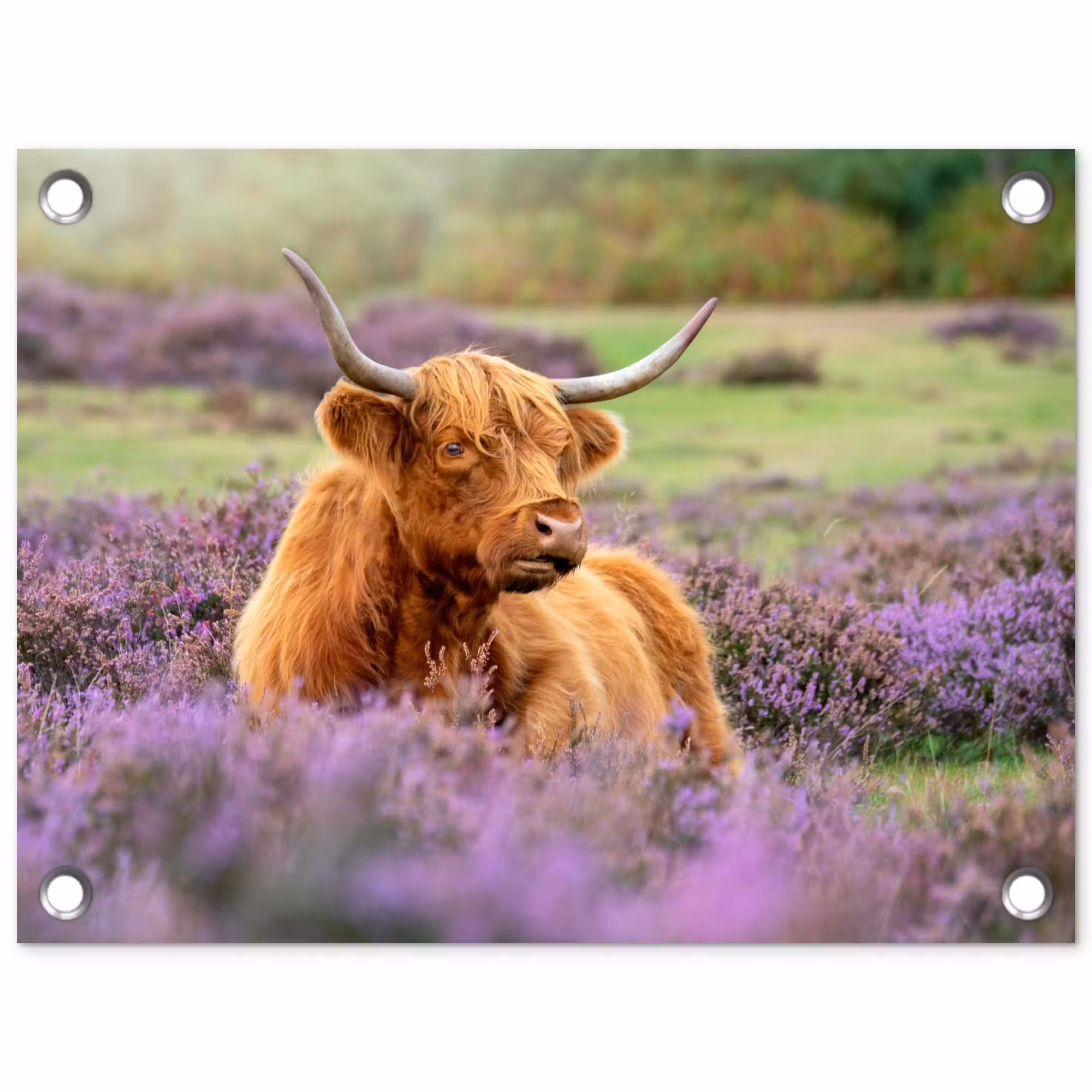 Gartenposter - Highlander in der Heidelandschaft