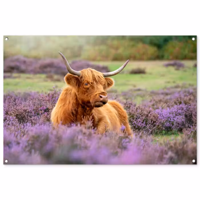 Gartenposter - Highlander in der Heidelandschaft