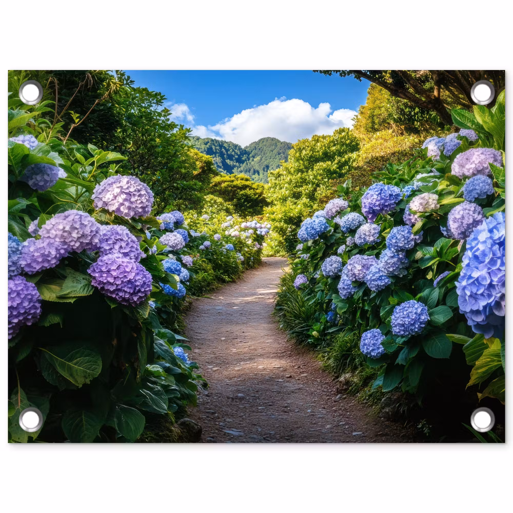 Gartenposter - Hortsensia - Kröte - Blumen