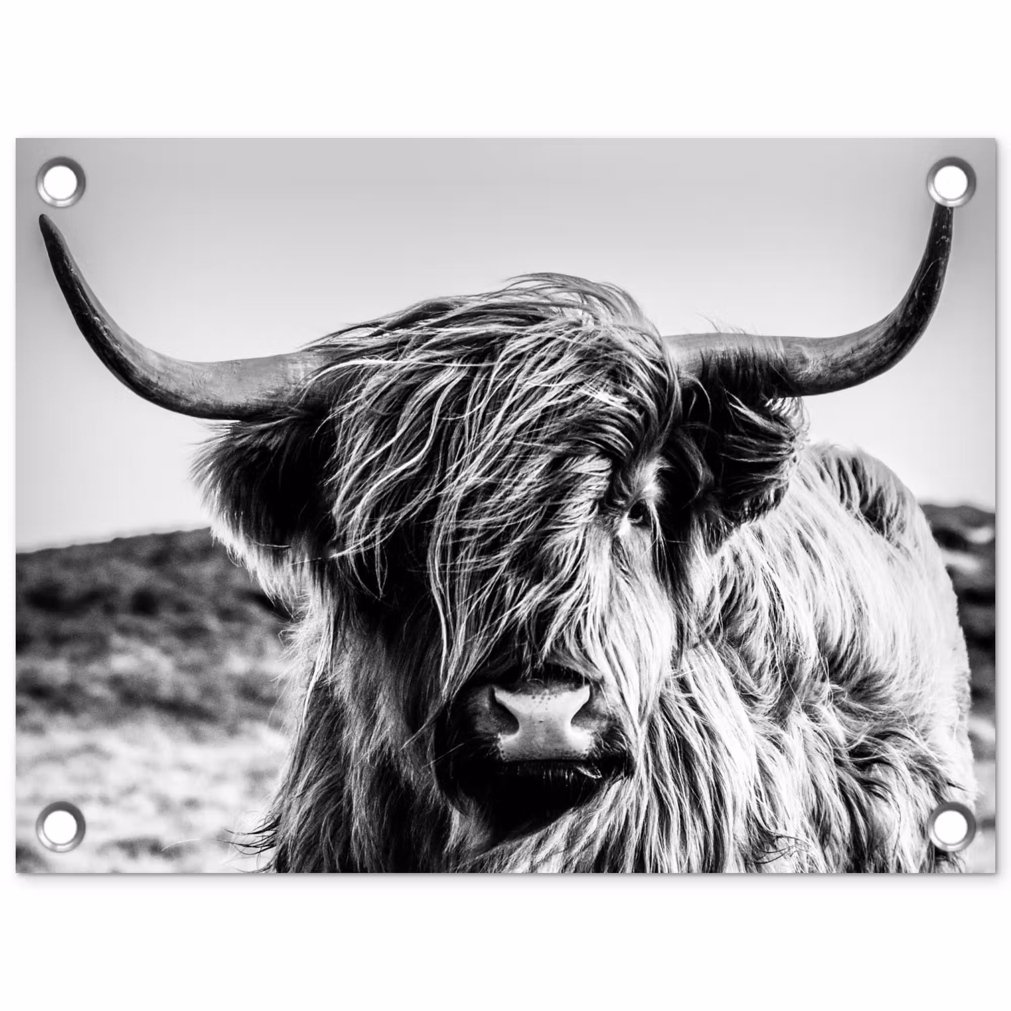 Gartenposter - Kuh - Schottischer Hochländer - Schwarz - Weiß - Tier - Natur - Wildtiere