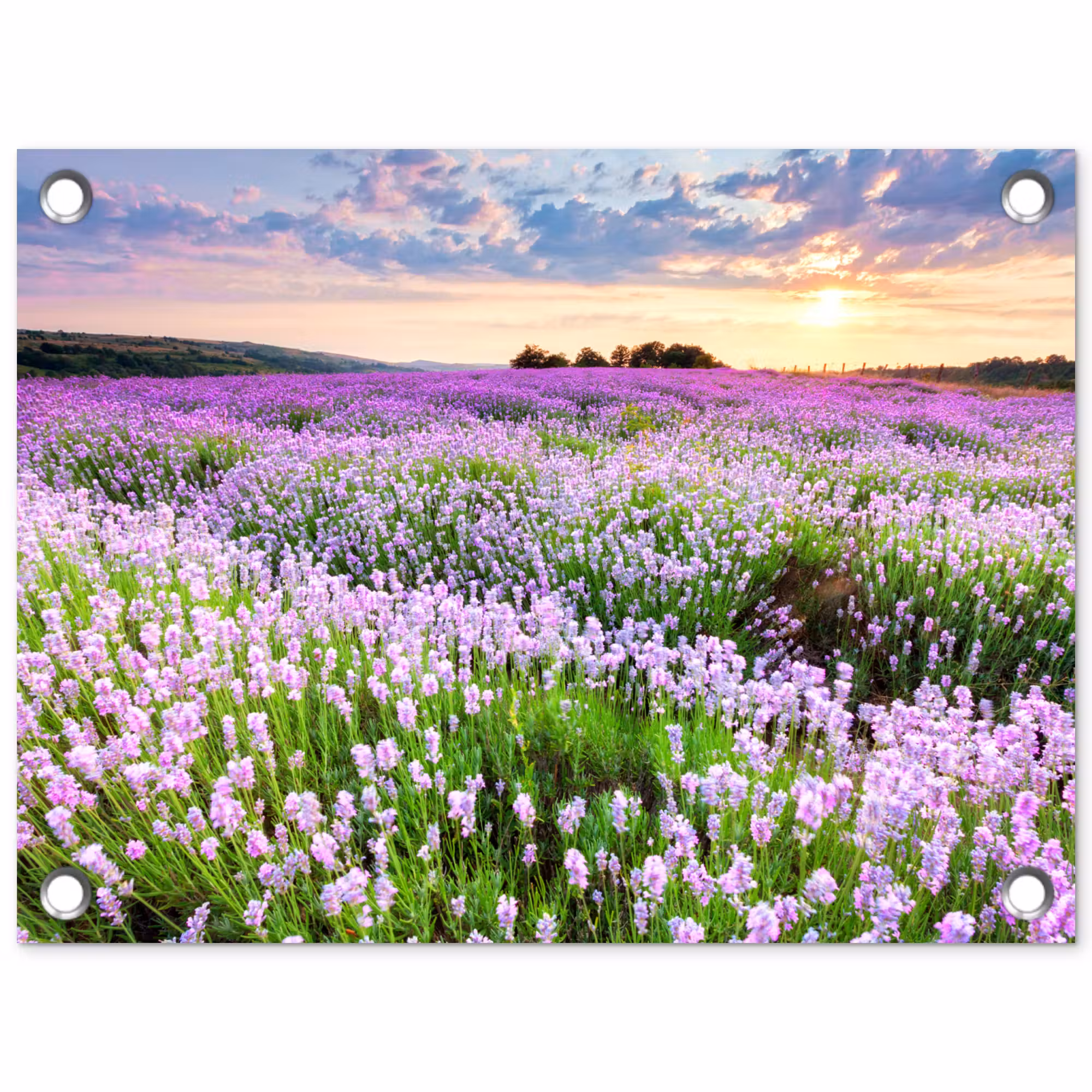 Gartenposter - Lavendel - Blumen - Sonnenuntergang - Lila - Wiese