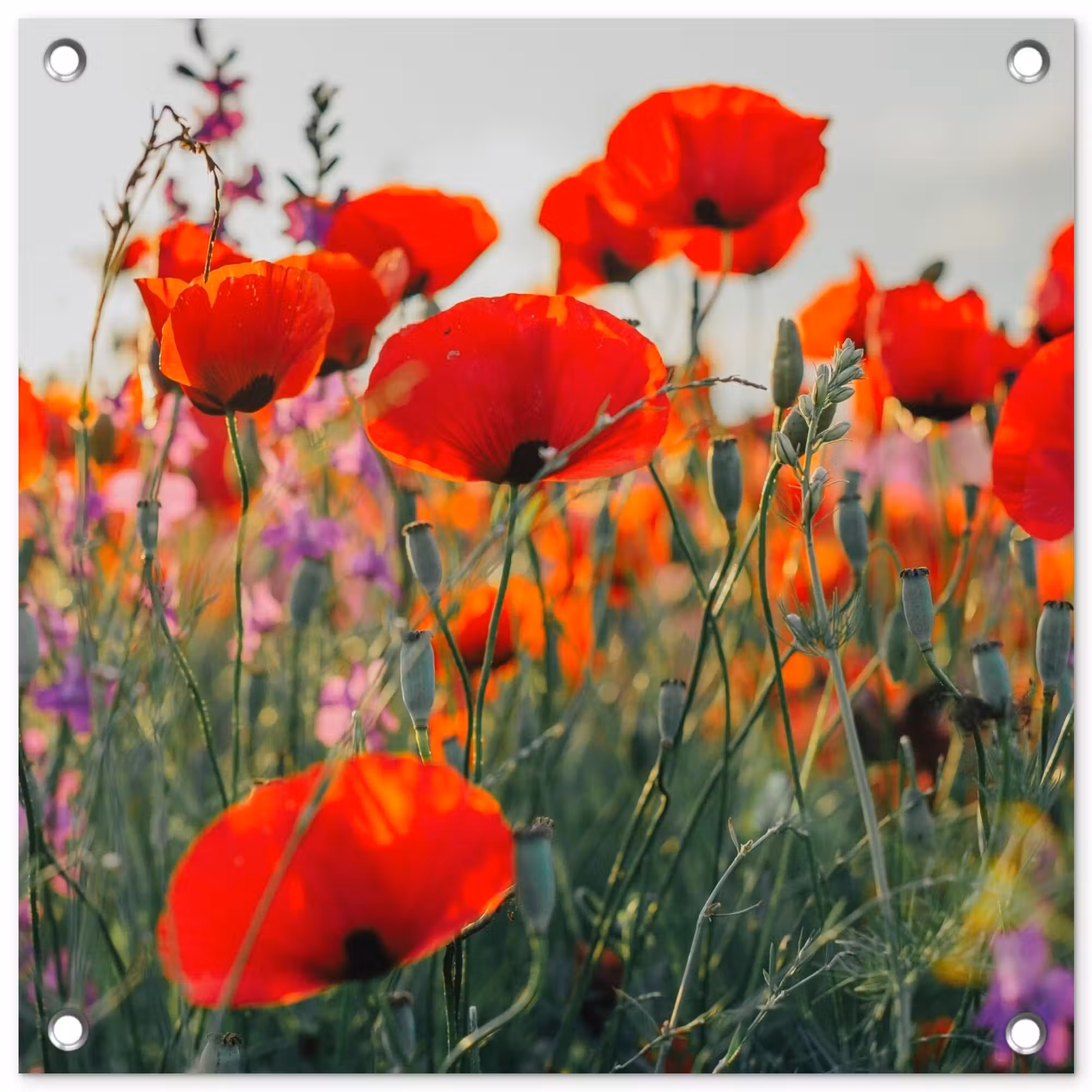 Gartenposter - Mohnblumen