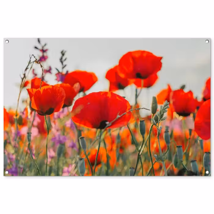 Gartenposter - Mohnblumen