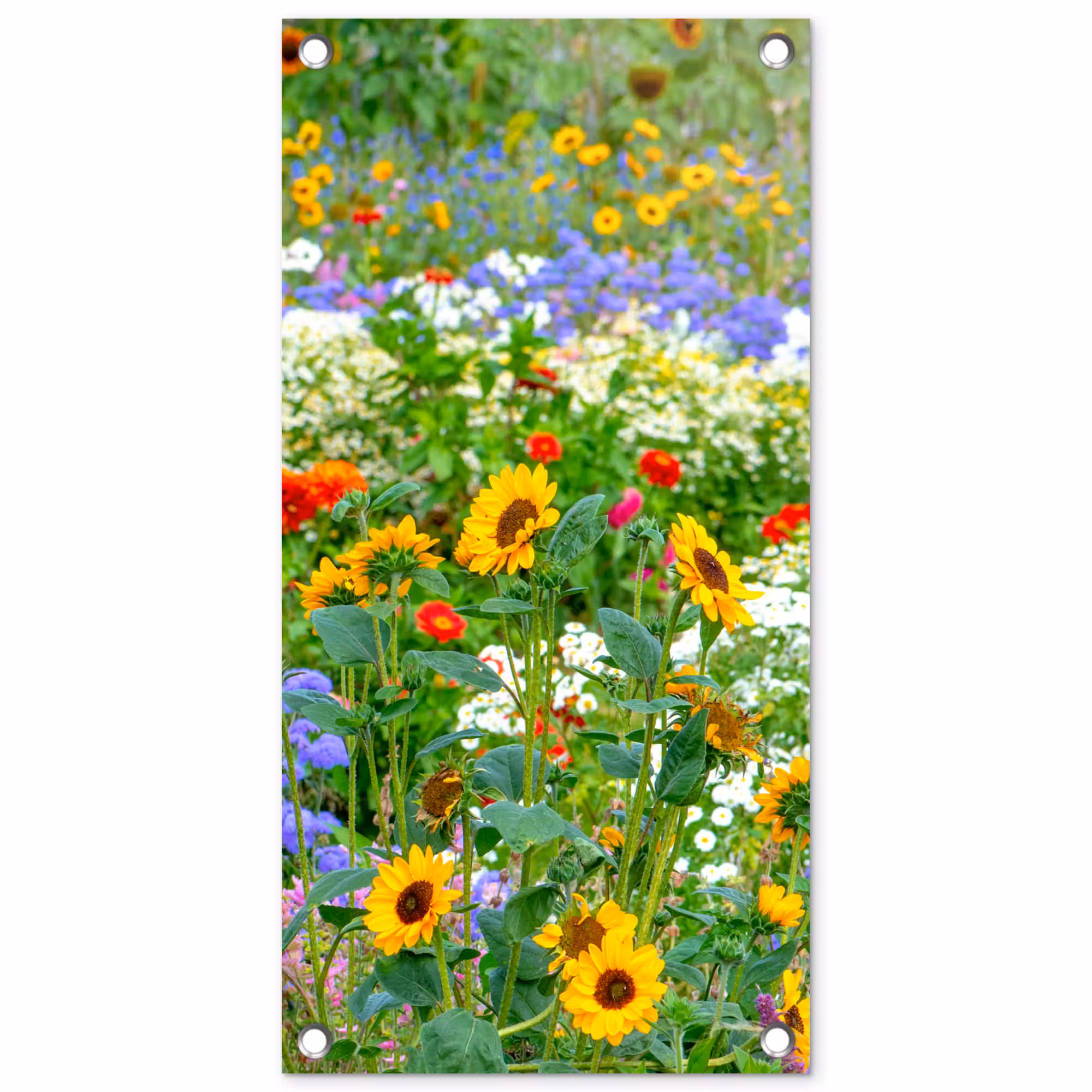 Gartenposter - Sommerblumen in voller Blüte