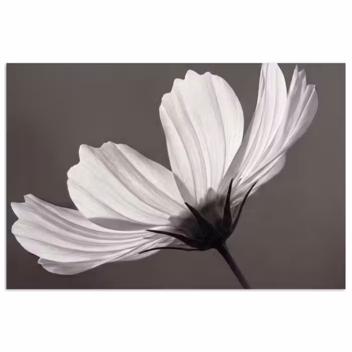 Poster - Blume - Minimalistisch - Schwarz - Weiß