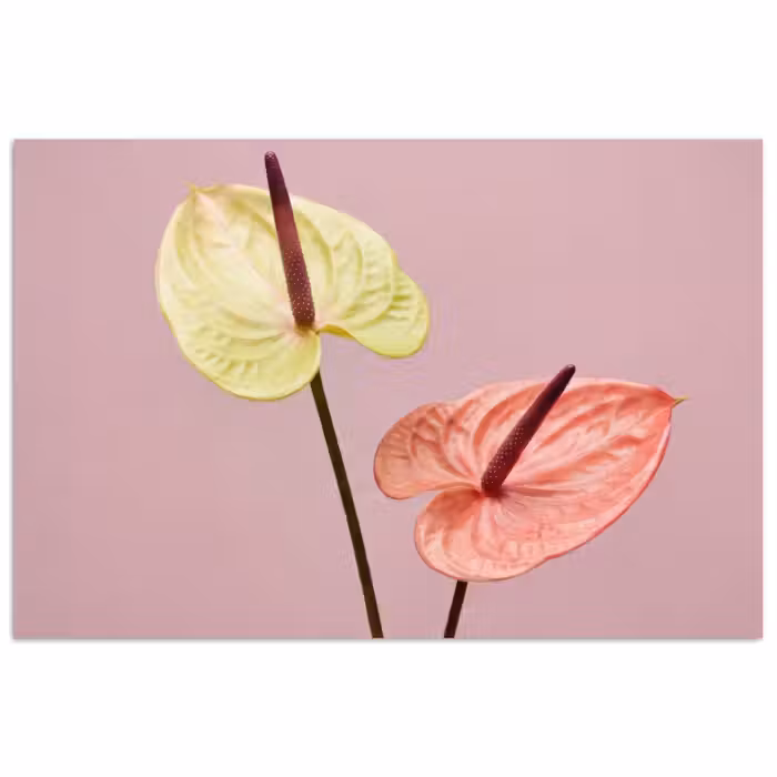 Poster - Blumen - Anthurien - Gelb - Rosa