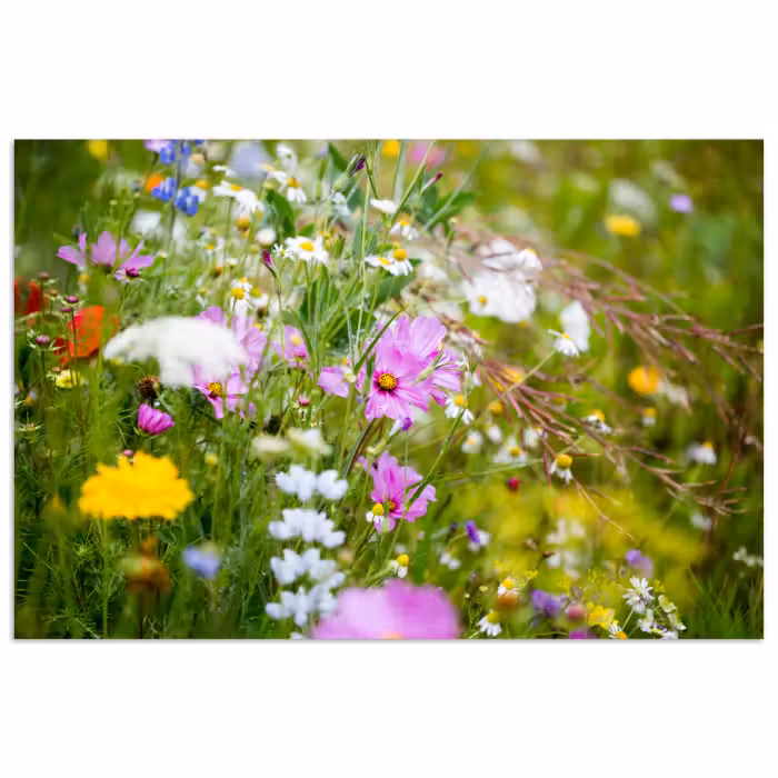 Poster - Blumen - Natur - Grün - Gras - Lila - Weiß