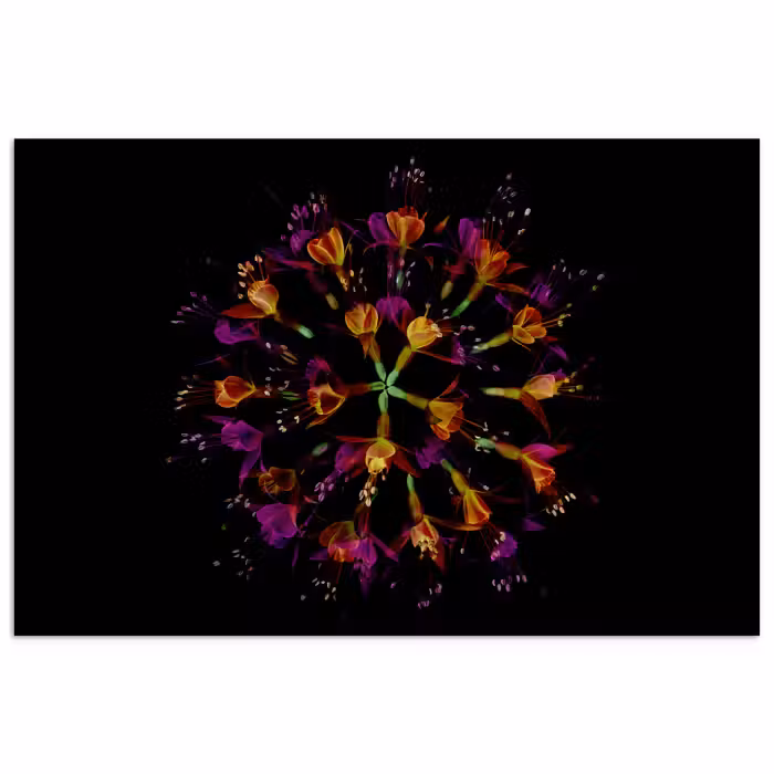 Poster - Blumen - Orange - Rosa - Schwarz