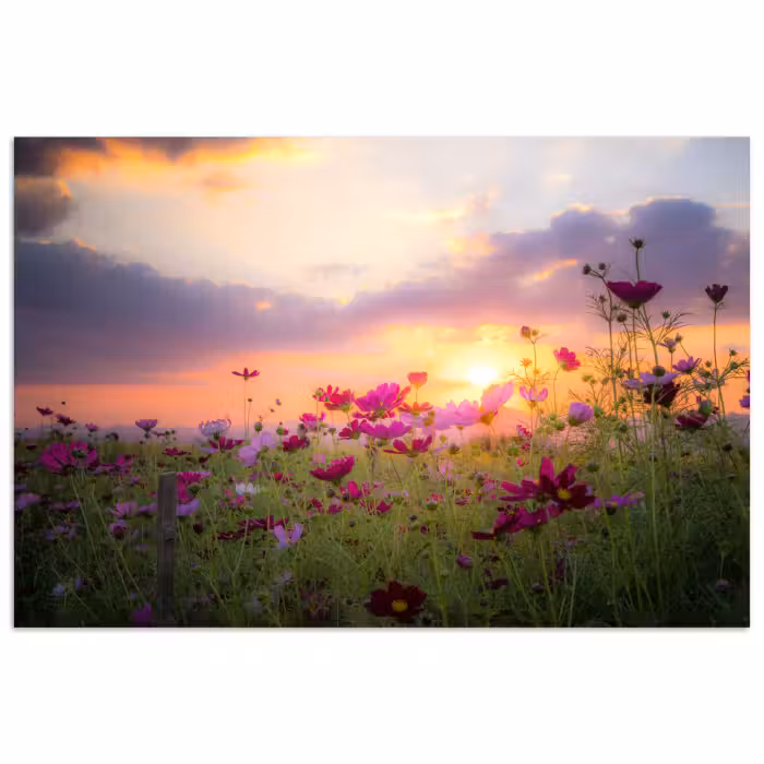Poster - Blumen - Rosa - Sonnenuntergang - Natur - Wiese - Horizont