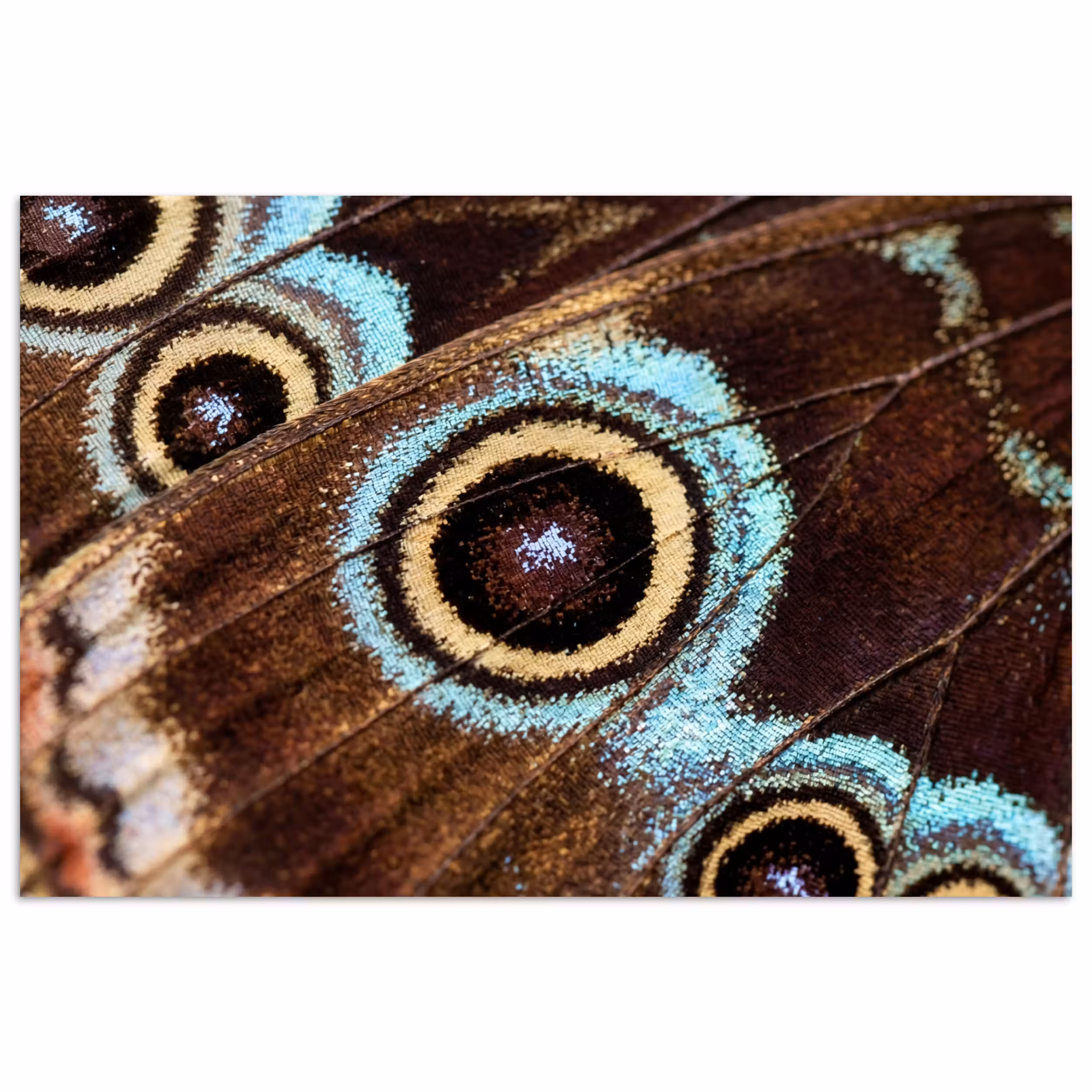 Poster - Flügel - Schmetterling - Blau