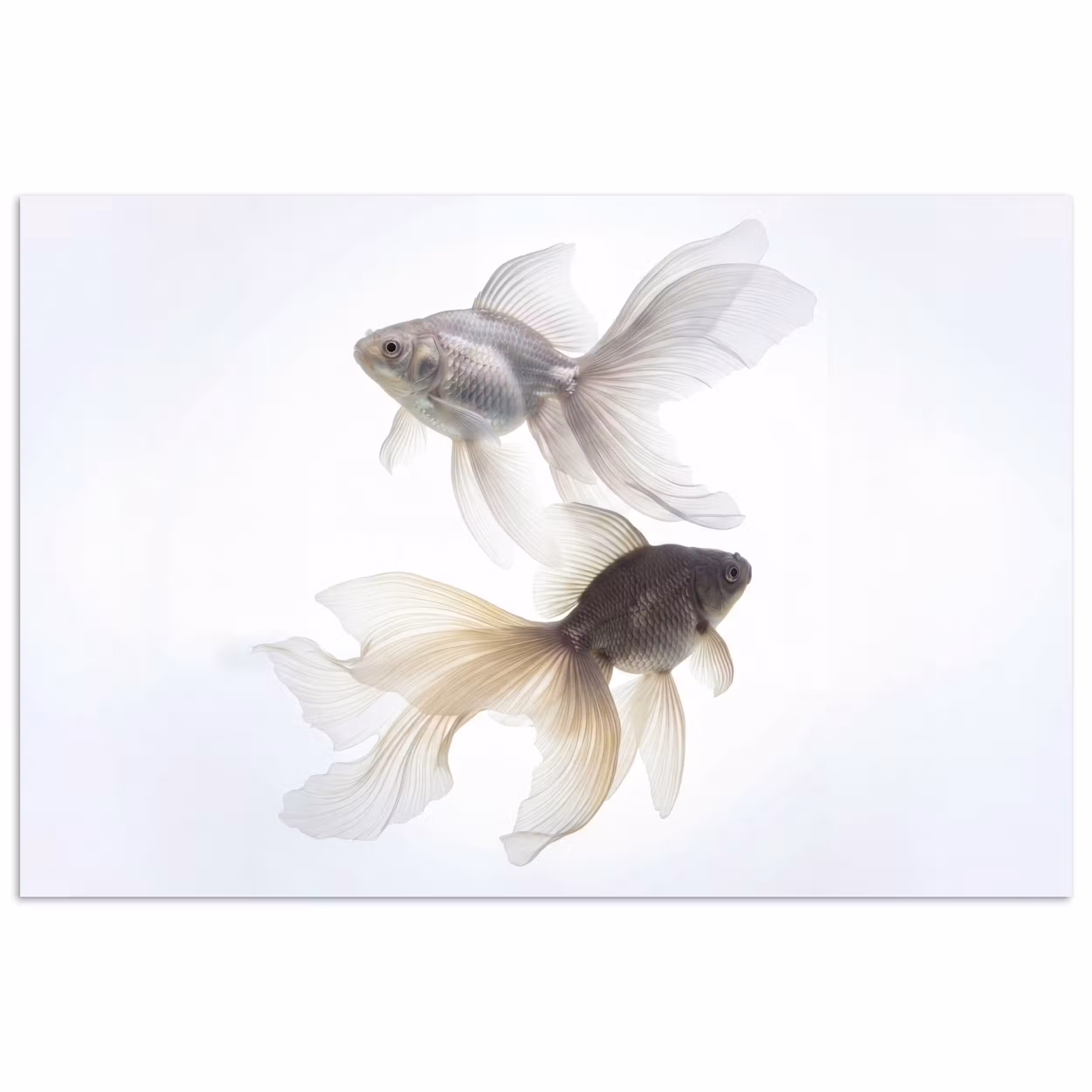Poster - Goldfisch - Modern - Weiß