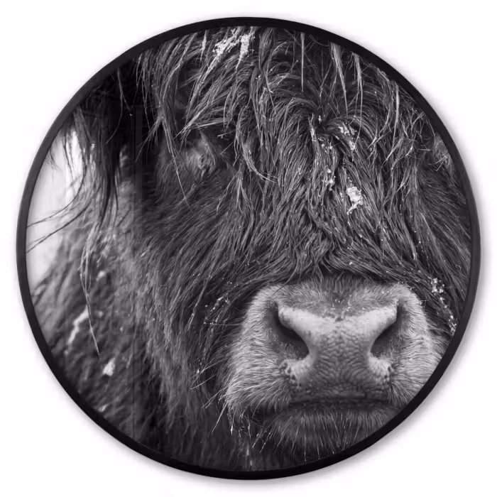 Poster im Rahmen Rund - Schottischer Highlander - Schwarz - Weiß - Schneeflocken