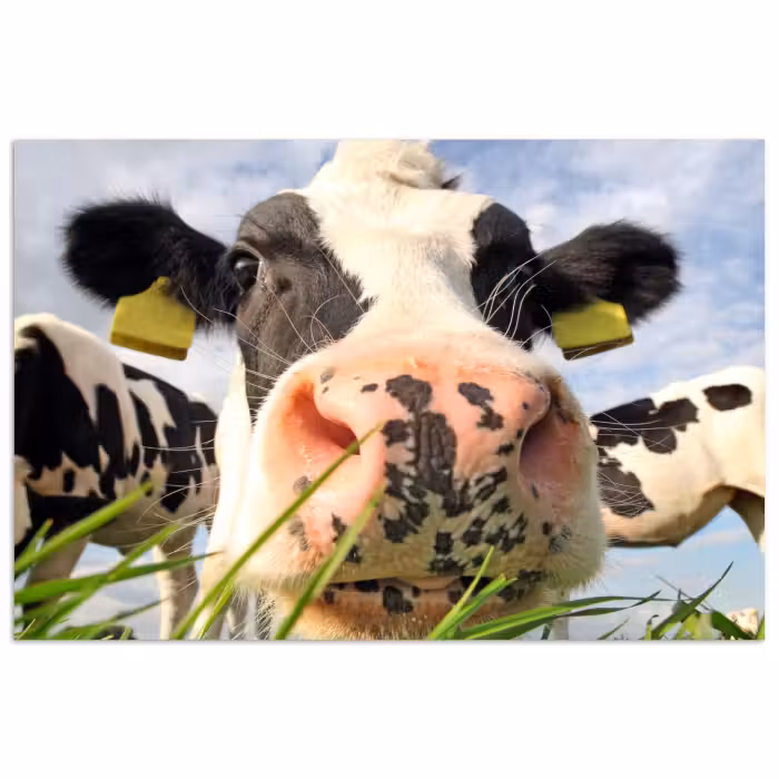 Poster - Kuh - Bauernhof - Gras - Tiere