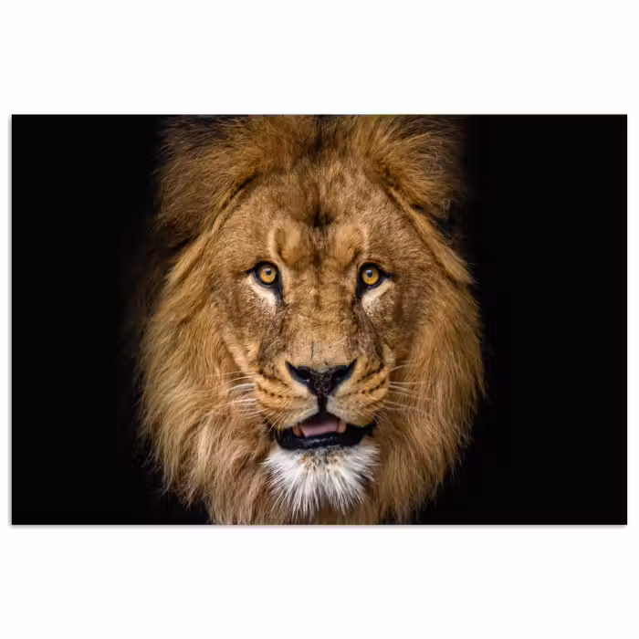 Poster - Löwe - Porträt - Schwarz - Tiere