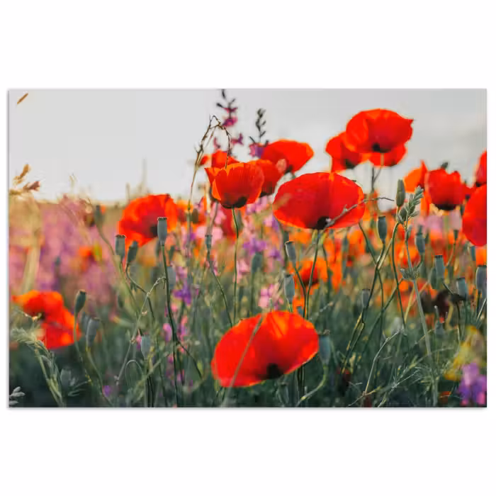 Poster - Mohn - Blumen - Rot - Lila - Wiese