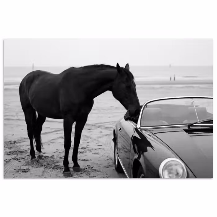 Poster - Pferd - Auto - Schwarz - Weiß