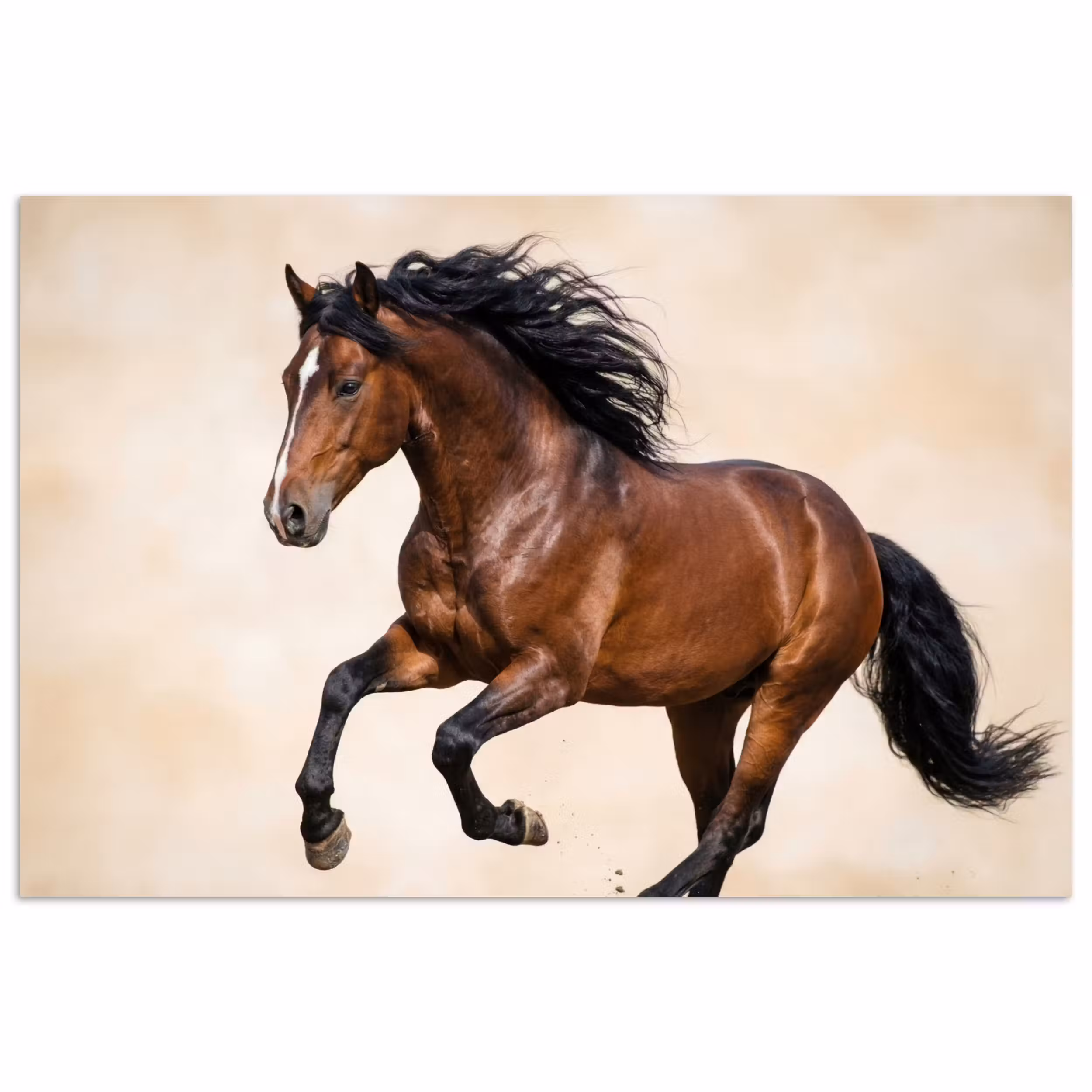 Poster - Pferd - Galopp - Energie