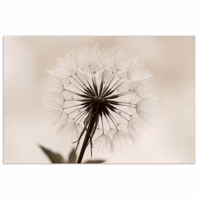 Poster - Pusteblume - Minimalistisch - Weiß