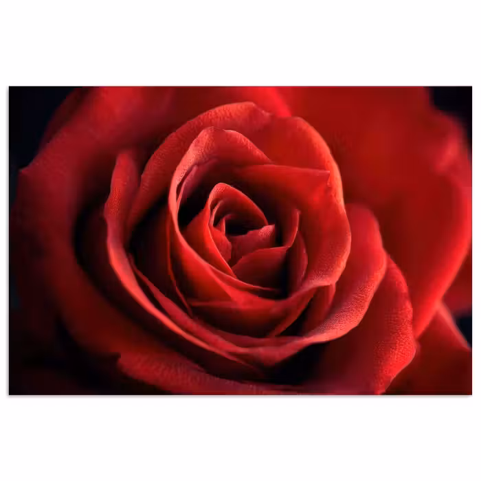 Poster - Rot - Rose - Romantisch