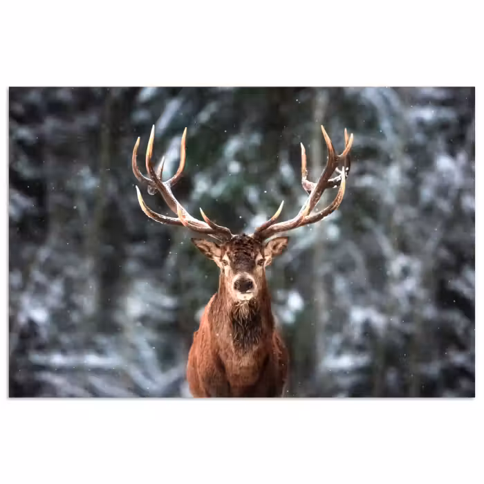 Poster - Rotwild - Winter - Schnee - Wald - Natur - Tier