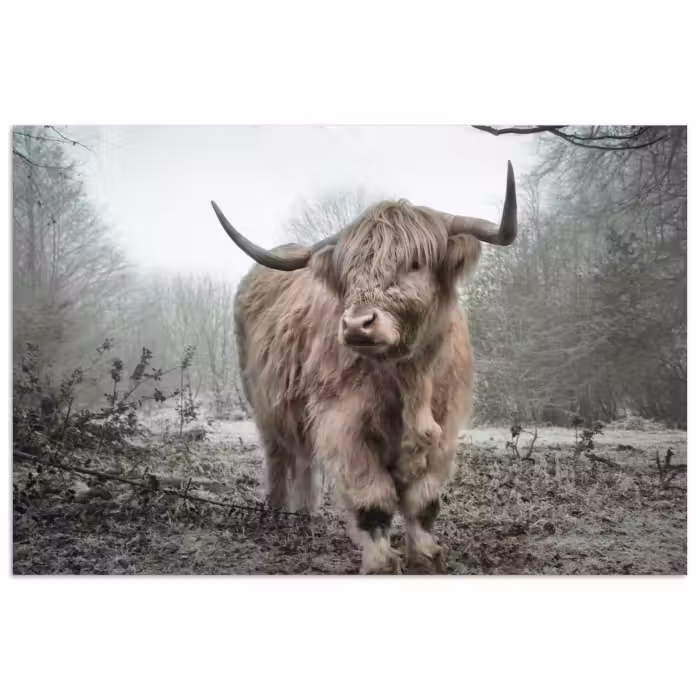 Poster - Schottische Highlander - Natur - Herbst - Tiere - Wildtiere - Wald