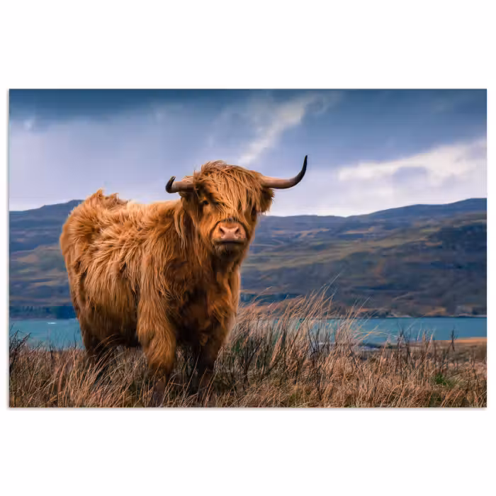 Poster - Schottischer Highlander - Berg - Wasser - Natur - Kuh