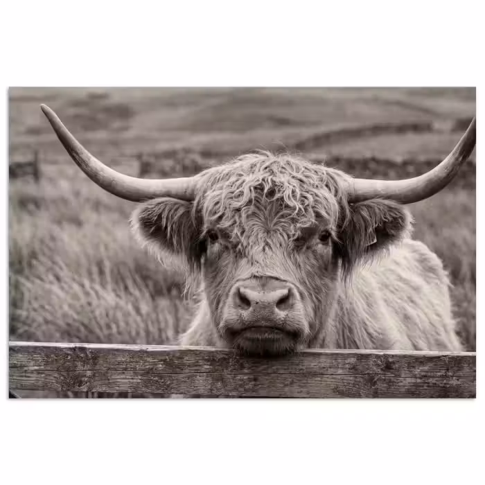 Poster - Schottischer Highlander - Schwarz - Weiß - Holz