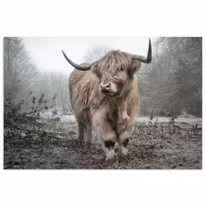 Poster - Schottischer Highlander - Wald - Nebel - Kuh - Tiere - Natur