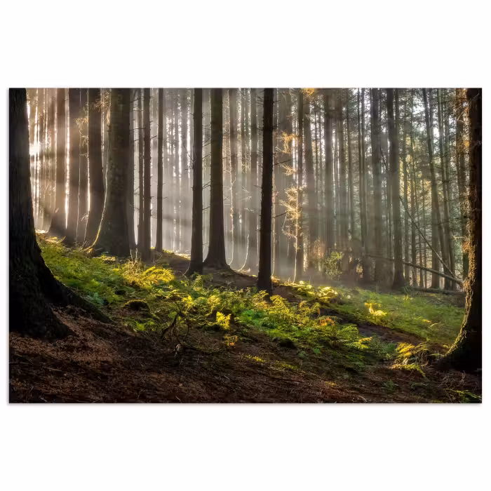 Poster - Sonne - Äste - Bäume - Wald - Natur