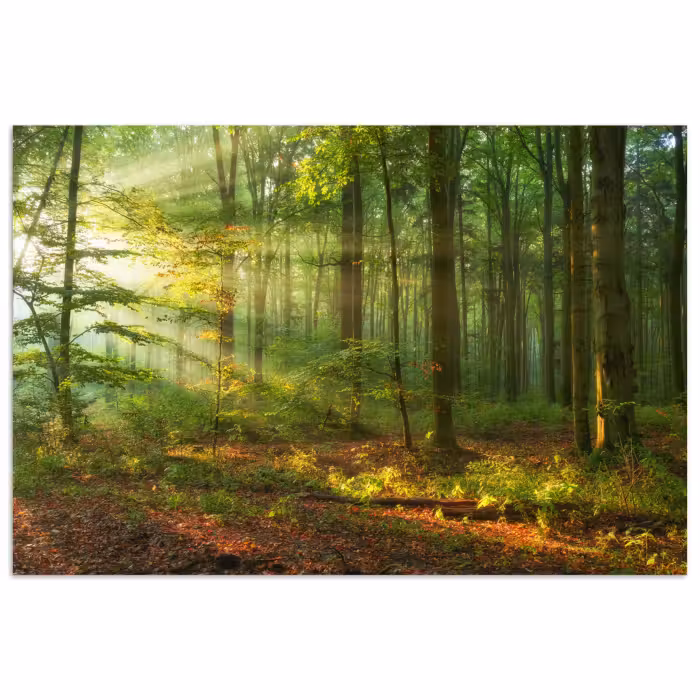 Poster - Sonne - Wald - Bäume - Natur - Herbst