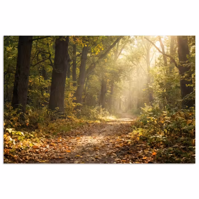 Poster - Sonnenlicht - Waldweg - Bäume