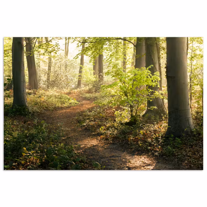 Poster - Wald - Bäume - Weg - Sonne - Pflanzen - Laub - Natur