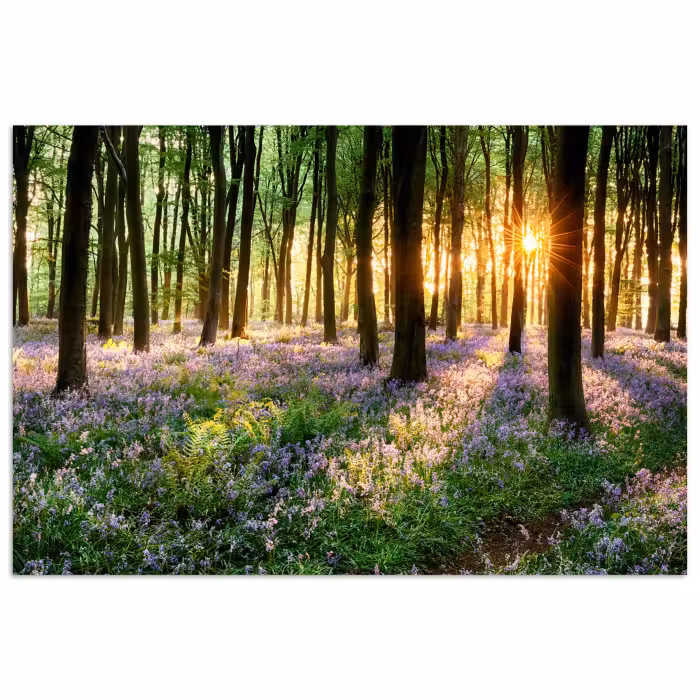 Poster - Wald - Blumen - Lavendel - Sonne - Lila - Natur